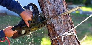 Trusted Willard, OH Tree Removal and Landscaping Services Experts